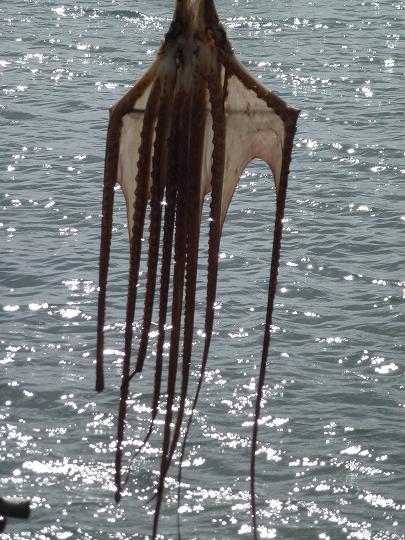 Une première à l’île Maurice : fermtir lapes ourit !