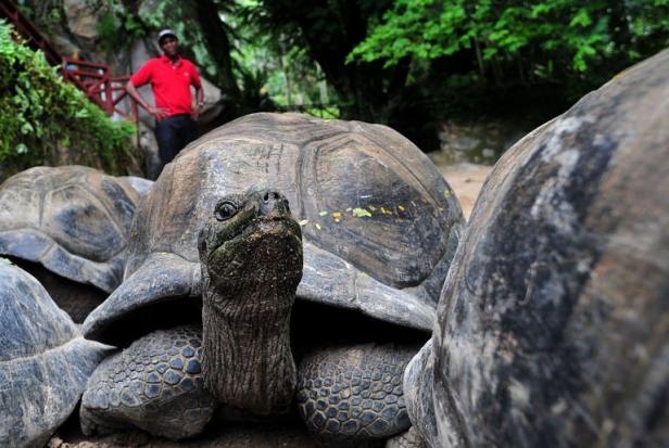 Le sanctuaire d’Aldabra aux Seychelles