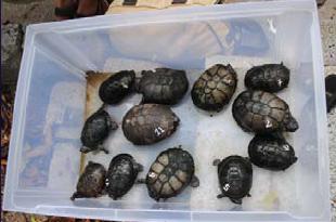 Des tortues en voyage aux Seychelles