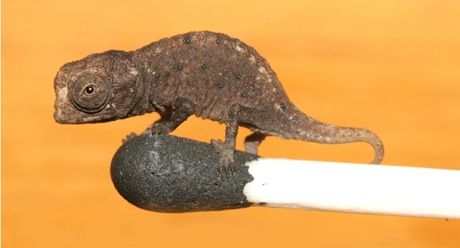 Le plus petit caméléon du monde découvert à Madagascar