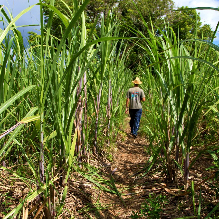La destination Réunion reprend de la vigueur